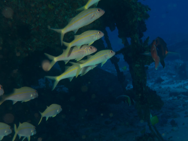 Fish protection under the wreck