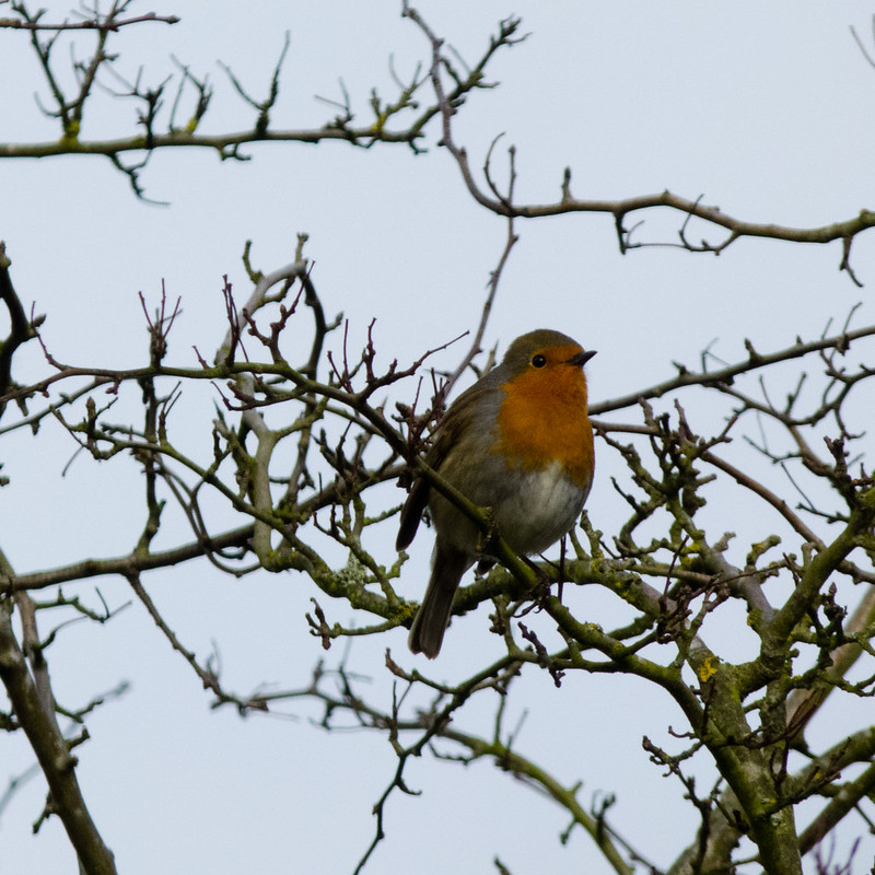 Robin singing in a hawthorn bush