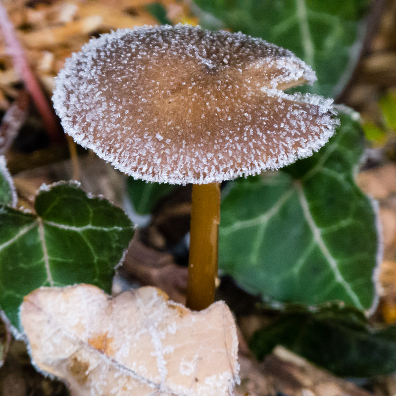 Frost-sprinkled mushroom