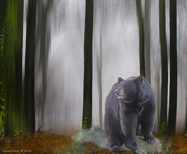 Black Bear on Edge of Forest