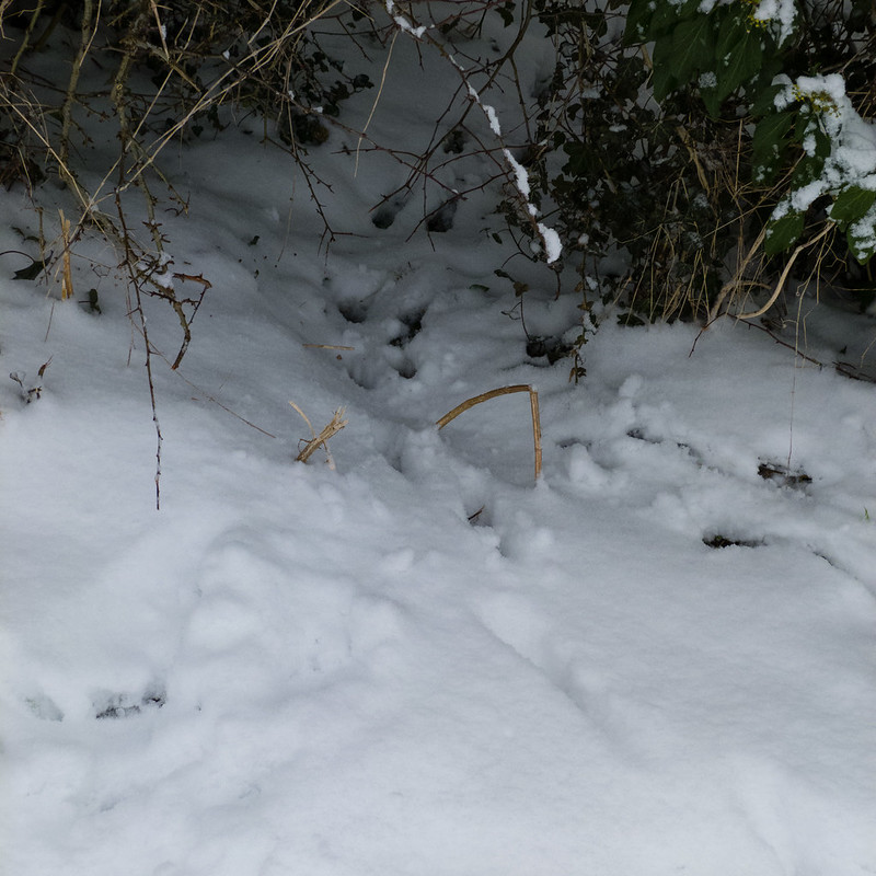 Fox tracks leading under a hedge