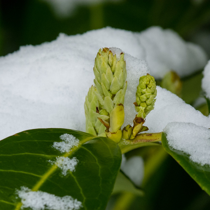 Laurel flower, snow