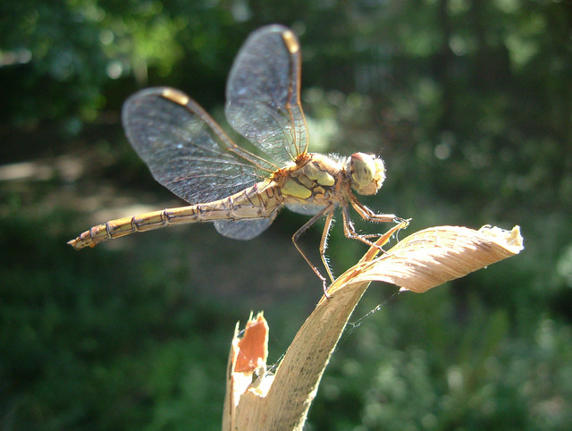 Dragonfly Sunbathing in Hot Summer Sun in Russia Dock Woodland, Rotherhithe, London SE16 on 23 August 2009