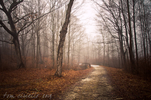 bridge trees leaves fog landscapes newjersey hiking creepy longpond