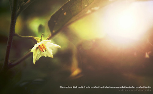 bunga | by sofyaAnaz_photography