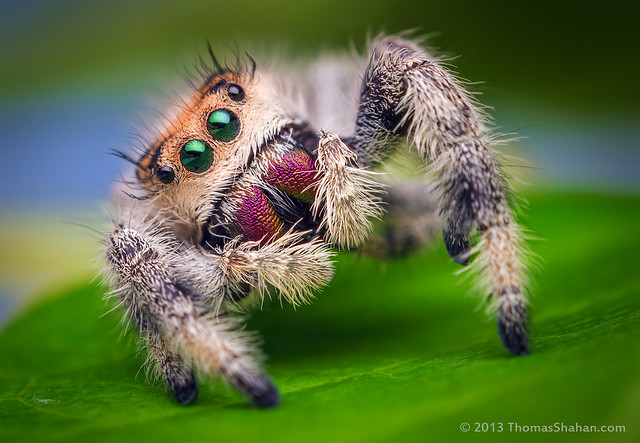 Female Jumping Spider - Phidippus regius - Florida