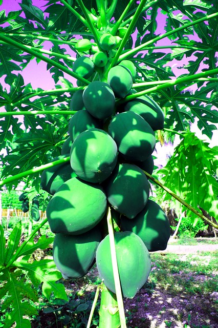 Addu papaya