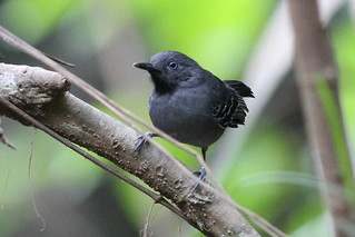 Black-chinned Antbird 121113 Hypocnemoides melanopogon | by Langham Birder