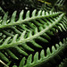 Flickr photo 'Woodwardia fimbriata' by: Josh*m.