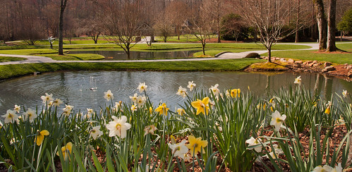 flower nature water garden landscape spring josh daffodil bloom gibbsgardens