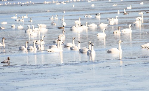 winter lake bird ice nature water birds swan wildlife swans