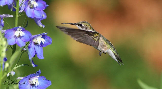 *** Colibri à gorge rubis / Ruby-throated hummingbird