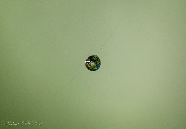 Droplet on a Thread of Spiderweb