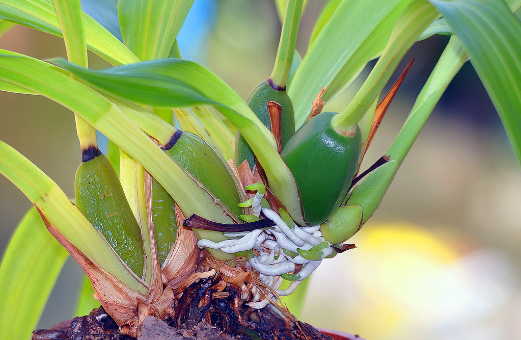 Bulbos de Orquídea (Sygopetalum titanic) - Proprietário Pe… | Flickr