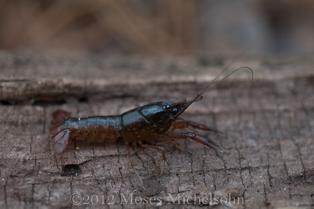 Procambarus leonensis - Leon County, Florida, United States of America