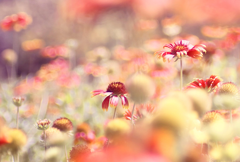 200 most popular :) | Flickr