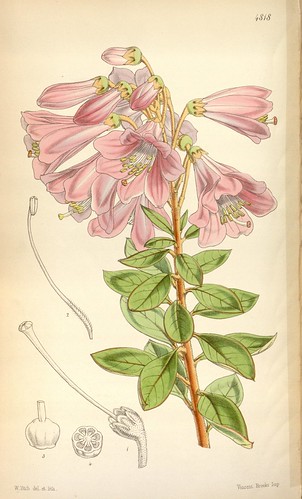 n187_w1150 | Curtis's botanical magazine.. London ;New York … | Flickr