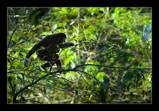 White-handed gibbons