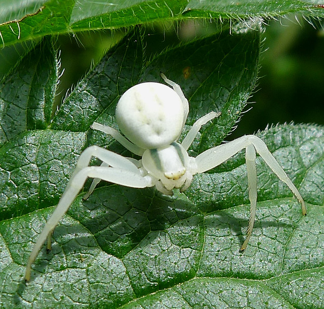 Crab Spider. Misumena vatia. Thomisidae.