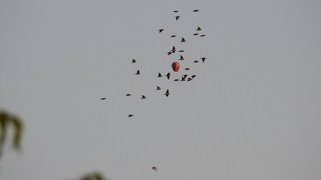 Chinese Lantern and Rosy Starlings