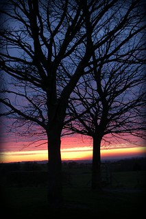 Two Tree Twilight