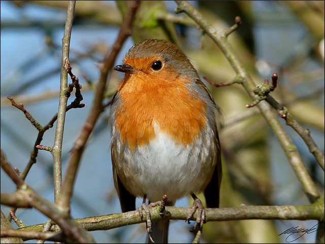 A Robin