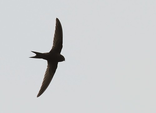 Tornseglare / Common Swift