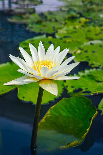 Random Waterlily by the sidewalk | The X-Pro1 spoils me by i… | Flickr