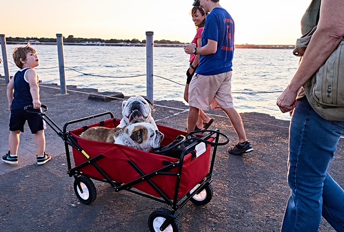 Some have it easier than others by Linc Spaulding, A sunset walk at Charlotte Beach, NY2016 holiday lakeontario rochester wildlifescenic