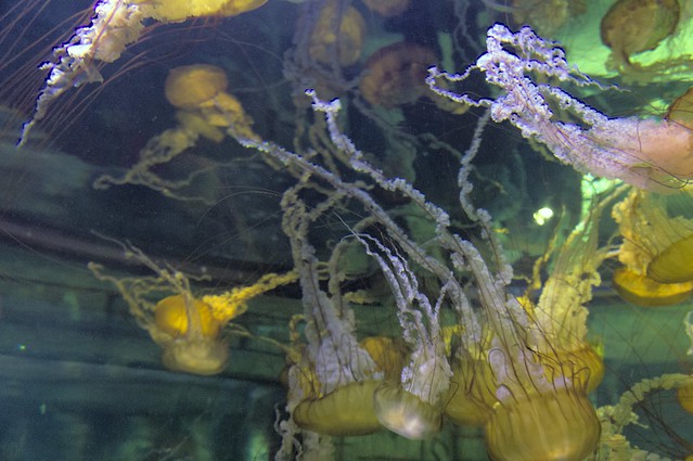 Jellyfish at Mandalay Bay's Shark Reef