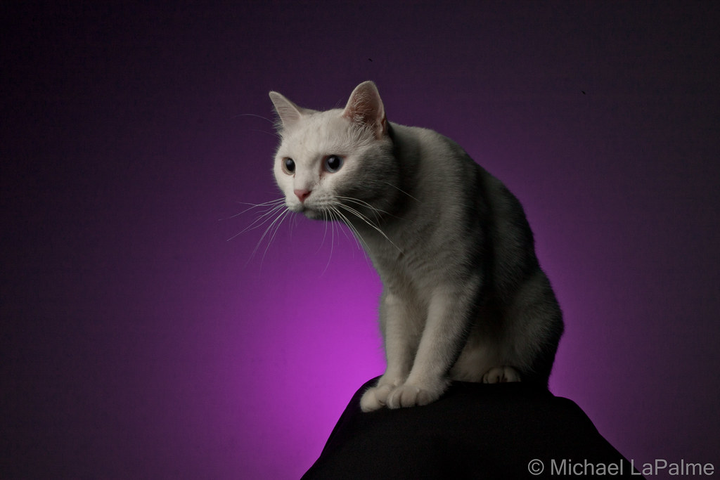 My Khao Manee Cat Diamond Eye Good Luck Cat Michael Lapalme Flickr