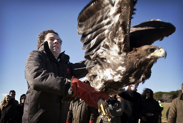 Borja Sarasola libera en Daganzo un águila real recuperada y que ha sido equipada con un transmisor