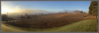 Wine Country Farms Panorama