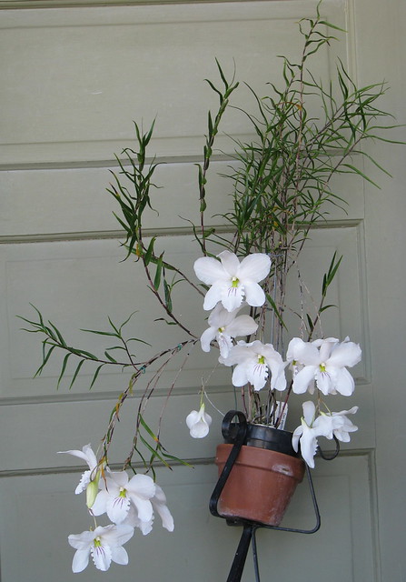 Dendrobium papilio 'Rosminah' AM/AOS