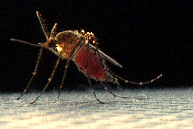 Mosquito Filled With Blood