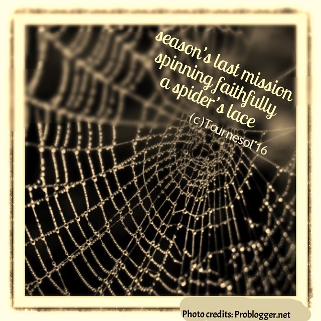 spiders-web