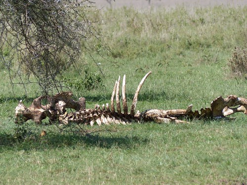 africa travel landscape tanzania wildlife safari serengeti