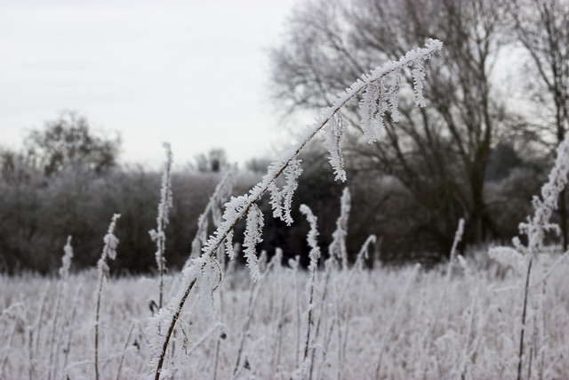 Frosty Uffington meadows