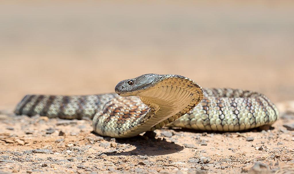 most venomous snakes in the world -  most dangerous snake in the world - Tiger Snake