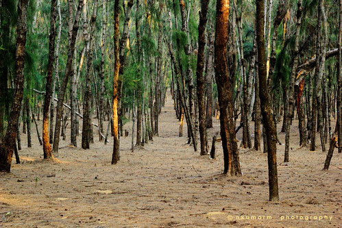 wood tree forest canon eos 50mm seashore ef ecr timberland eastcoastroad 550d