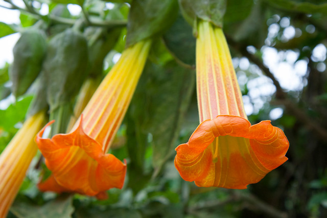 <p>&quot;Brugmansia have also traditionally been used in many South American indigenous cultures in medical preparations and as a ritualistic hallucinogen for divination, to communicate with ancestors, as a poison in sorcery and black magic, and for prophecy.&quot;<br />
<br />
When we were in the village of Nono, north of Quito, we saw these flowers and our guide told us they were often used to drug people and steal from them - it basically puts you in a conscious but nonresistant state, like date rape drugs.<br />
<br />
Turns out it is the same drug I was wearing on a patch behind my ear for sea-sickness (Scopolamine).<br />
<br />
This might explain why I hallucinated several times when I woke up in the middle of the night. Hilariously, I hallucinated Galapagos animals. A penguin by the doorknob, sea lion climbing the door, iguana on the lamp. Otherwise, no side effects.</p>