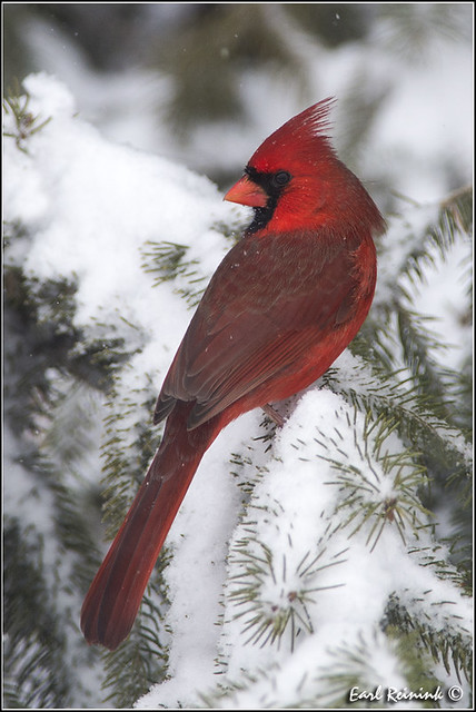 Northern Cardinal (20130209-0038)