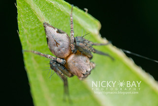 Lynx Spider (Hamataliwa sp.) - DSC_6766