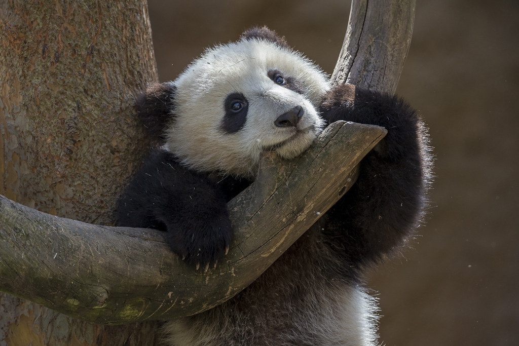 Panda Flickr Panda | Flickr