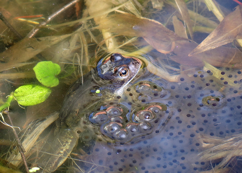 Common Frog - Rana temporaria