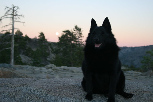 california sunset dog lake nature outdoors hiking fullmoon schipperke sierras sierranevada lochlevenlakes