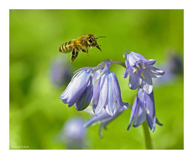 Bluebells and bees