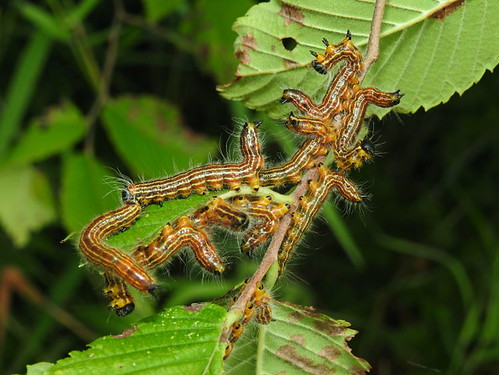caterpillars larvae