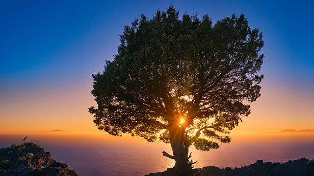 Tree between two Islands