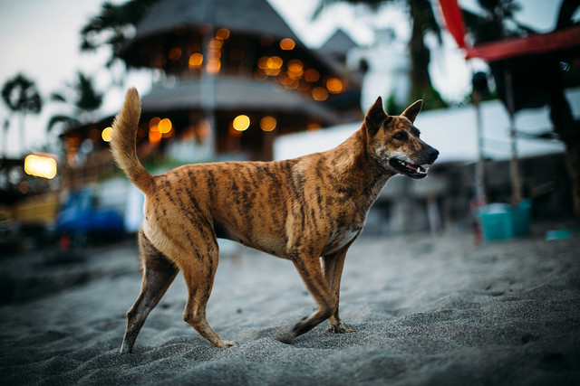 Bali dog..